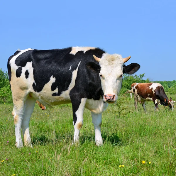 Cow